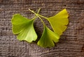 Gingko biloba Royalty Free Stock Photo