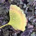 Gingko Biloba leaf moistened by dew in autumn Royalty Free Stock Photo