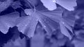 Gingko biloba leaves in trending very peri color. Waterdrops on the leaves. Lilac background and natural textures.