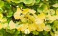 Gingko Biloba `Mariken` in the botany in autumn. Close up of beautiful yellow and green leaves.