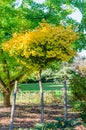 Gingko Biloba `Mariken` in the botany in autumn. Small tree with yellow leaves. Royalty Free Stock Photo