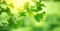 Gingko Biloba tree growing in a garden. Gingko leaf in sun lite. Herbal medicine. Herbs. Alternative medicine concept Royalty Free Stock Photo