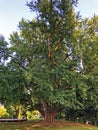 Gingko Biloba Tree in Jankovic Castle Park / Drvo Gingko Biloba u Perivoju Dvorca Jankovic