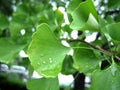 Gingko leaf