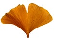 Gingko leaf Royalty Free Stock Photo