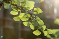 Gingko leaves Royalty Free Stock Photo