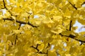 Gingko Leaves Royalty Free Stock Photo