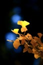 Gingko Leaves Royalty Free Stock Photo