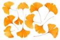 Close up of autumnal gingko leaves Royalty Free Stock Photo