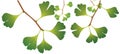 Gingko, leaves and stem isolated