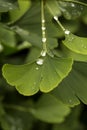 Gingko Leaves. Royalty Free Stock Photo