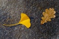 Gingko And Oak Autumn Leaves Royalty Free Stock Photo