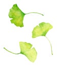 Gingko plant green leaves set. Water color