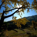 Gingko tree