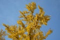 Gingko tree in sunny day Royalty Free Stock Photo