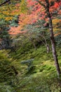 Scenery of Garden in Ginkakuji Temple Area in Autumn