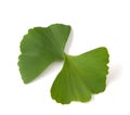 Ginkgo