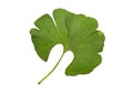 Ginkgo Royalty Free Stock Photo