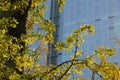 Ginkgo in autumnal city