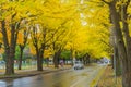 Ginkgo avenue at Hokkaido University, Japan