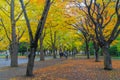 Ginkgo avenue at Hokkaido University, Japan