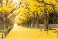 Ginkgo avenue.Icho Namiki Tokyo,Japan.