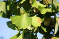 Ginkgo biloba