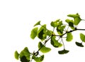 Ginkgo biloba Royalty Free Stock Photo