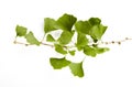 Ginkgo Biloba