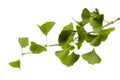 Ginkgo biloba