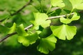 GINKGO BILOBA