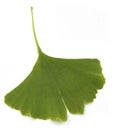 Ginkgo biloba