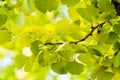 Ginkgo biloba