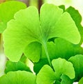 Ginkgo biloba Royalty Free Stock Photo