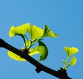 Ginkgo biloba Royalty Free Stock Photo
