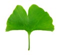 Ginkgo Biloba