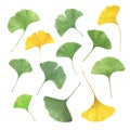Ginkgo biloba ancient tree fan-shaped leaves set watercolor illustration, maidenhair tree leaf healthy eco-friendly concept