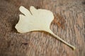 Ginkgo biloba automnal leaf Royalty Free Stock Photo