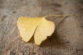 Ginkgo biloba automnal leaf on wooden background Royalty Free Stock Photo