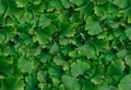 Ginkgo Biloba Background Royalty Free Stock Photo