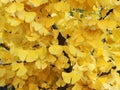 Ginkgo biloba. Background Royalty Free Stock Photo