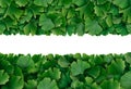 Ginkgo Biloba Border Royalty Free Stock Photo