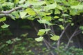 Ginkgo biloba branch with green fan-shaped  leaves close up. Commonly known as the maidenhair tree, ginkgo or gingko. Native to Ch Royalty Free Stock Photo