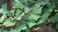 Ginkgo biloba branch with green fan-shaped  leaves close up. Commonly known as the maidenhair tree, ginkgo or gingko. Royalty Free Stock Photo