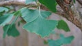 Ginkgo biloba branch with green fan-shaped  leaves close up. Commonly known as the maidenhair tree, ginkgo or gingko. Royalty Free Stock Photo