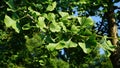 Ginkgo biloba branch with green fan-shaped  leaves close up. Commonly known as the maidenhair tree, ginkgo or gingko. Royalty Free Stock Photo