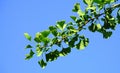 Ginkgo biloba branch with green fan-shaped  leaves close up. Commonly known as the maidenhair tree, ginkgo or gingko. Royalty Free Stock Photo