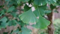 Ginkgo biloba branch with green fan-shaped  leaves close up. Commonly known as the maidenhair tree, ginkgo or gingko. Royalty Free Stock Photo