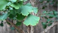 Ginkgo biloba branch with green fan-shaped  leaves close up. Commonly known as the maidenhair tree, ginkgo or gingko. Royalty Free Stock Photo