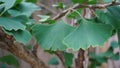 Ginkgo biloba branch with green fan-shaped  leaves close up. Commonly known as the maidenhair tree, ginkgo or gingko. Royalty Free Stock Photo